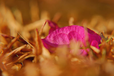 Close-up of plant