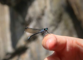 Close-up of insect on hand