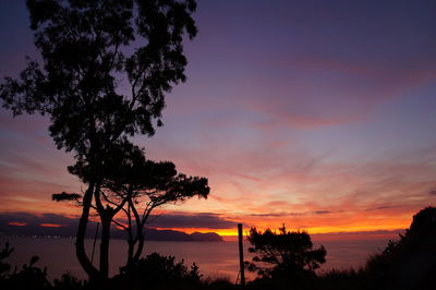 Silhouette of trees during sunset