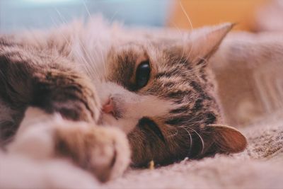 Close-up of cat sleeping