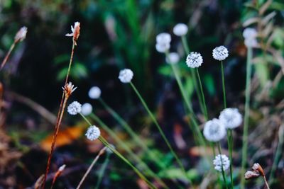 Close-up of purple flowering plant on field