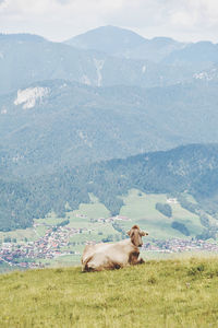 View of a horse on field