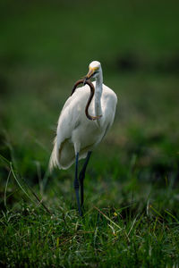 Close-up of egret on field
