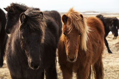 Herd of icelandic ponies on a meadow in spring