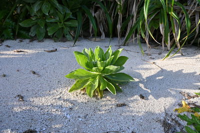 High angle view of plants growing on field