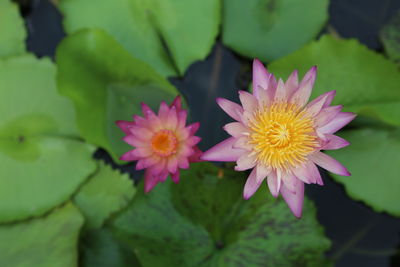 Close-up of pink flowering plant