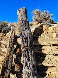 Close-up of tree stump