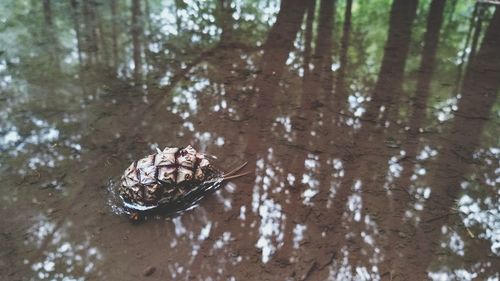 High angle view of crab on land