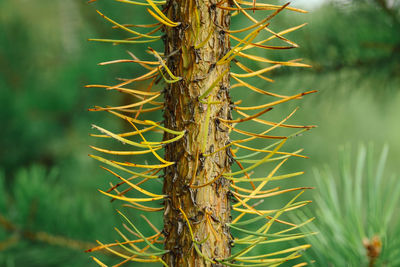 Trunk of a young pine tree with yellow needles, close up