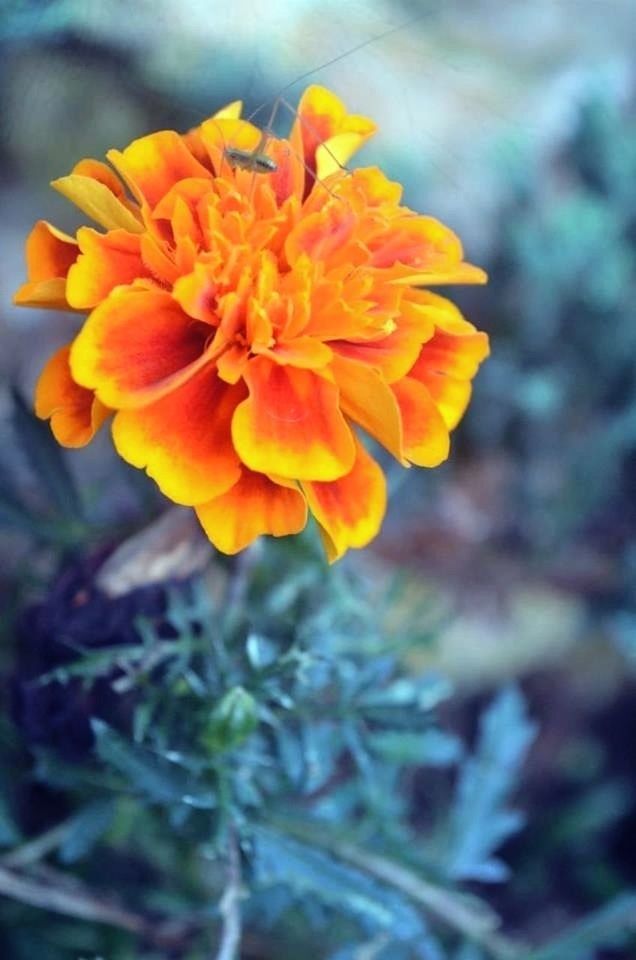 flower, petal, flower head, freshness, fragility, beauty in nature, growth, focus on foreground, close-up, blooming, yellow, nature, plant, single flower, in bloom, orange color, outdoors, blossom, no people, park - man made space