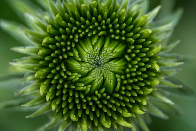 Full frame shot of green plant