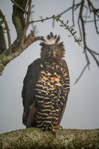 African crowned eagle on branch eyeing camera