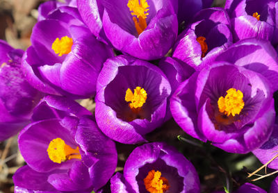 Close-up of purple crocus flowers