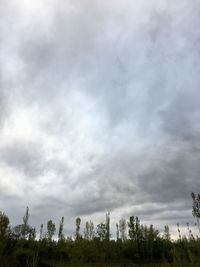 Low angle view of trees on field against sky