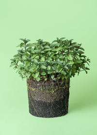 Close-up of potted plant against wall