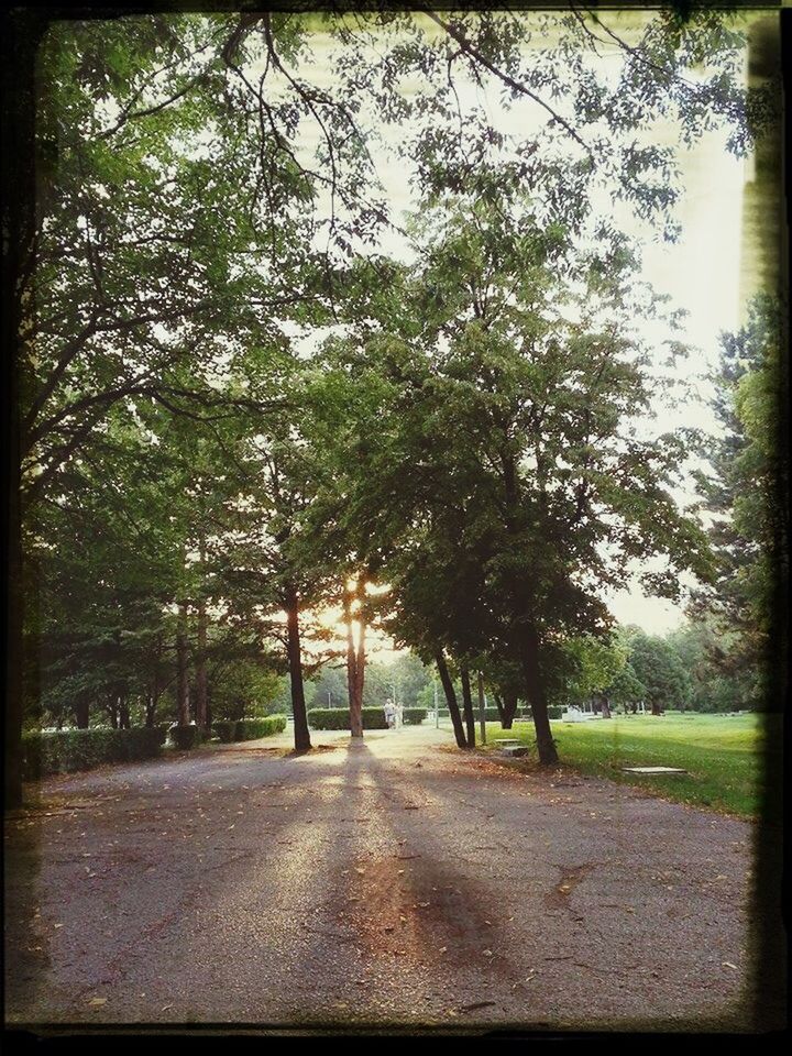 ROAD BY TREES IN FOREST