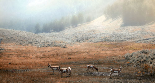 Deer on land during foggy weather