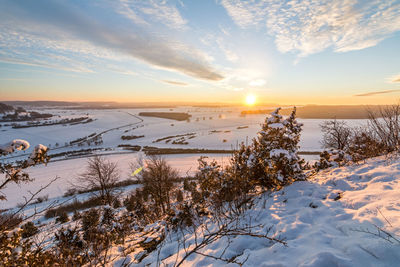 Snow covered plants against sky during sunset