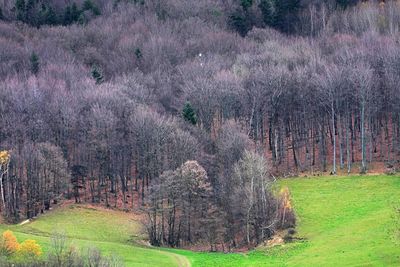 Trees growing on field