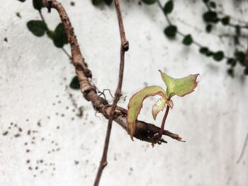 High angle view of plant