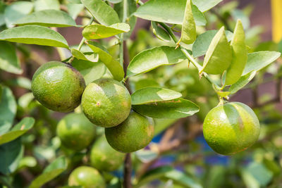 Close-up of fruits growing on tree