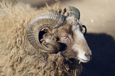 Close-up of sheep