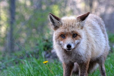 Portrait of an animal on field