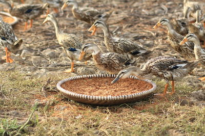 High angle view of birds on field