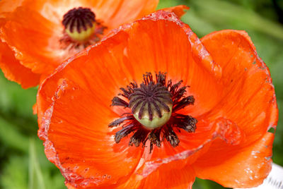 Close-up of orange poppy