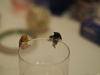 Close-up of drink on glass