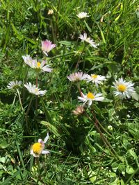 Close-up of flowers blooming on field