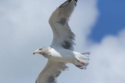 Low angle view of seagull flying