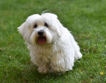 Portrait of white dog on field