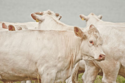 Portrait of cow