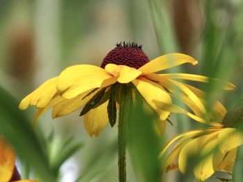 Close-up of yellow flower