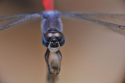 Close-up portrait of a insect