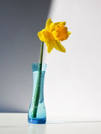 Beautiful bouquet of spring yellow narcisus flowers or daffodils.