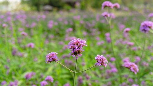 Field of purple petals of vervian flower blossom on green leaves know as purpletop or vebena