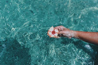 Cropped hand holding hibiscus in turquoise sea