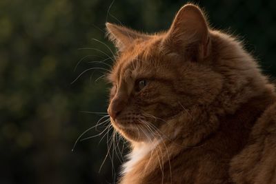 Close-up of a cat looking away