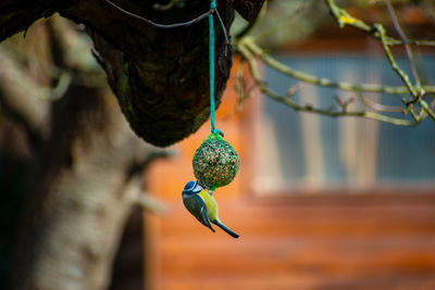 Close-up of bird on branch