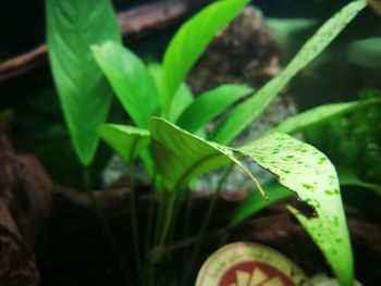 Close-up of insect on leaf