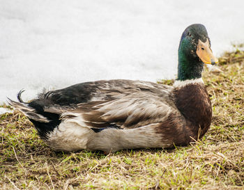 Mallard duck relaxing on lakeshore