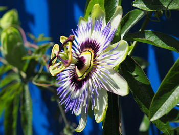 Close up of purple flower