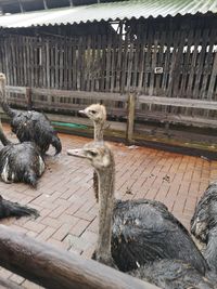 High angle view of birds in zoo