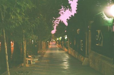 Road along trees at night