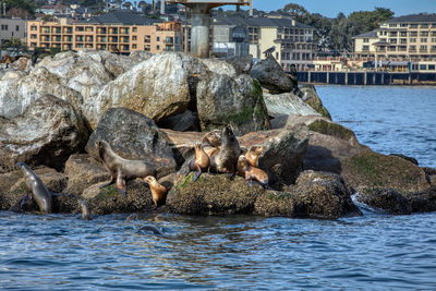 View of crab on rock in sea