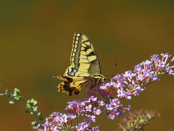 Close-up of butterfly pollinating on purple flower