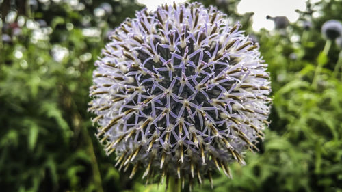 Close-up of flowers