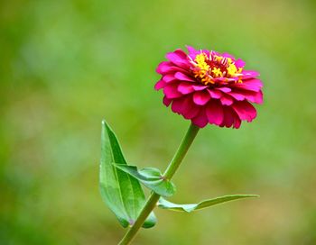 Close-up of pink flowering plant